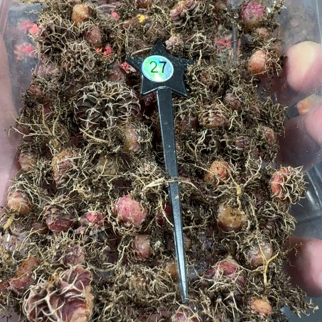 米哈实生自然锦练手球50棵打底27