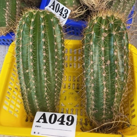 种子苗毛花柱a 049