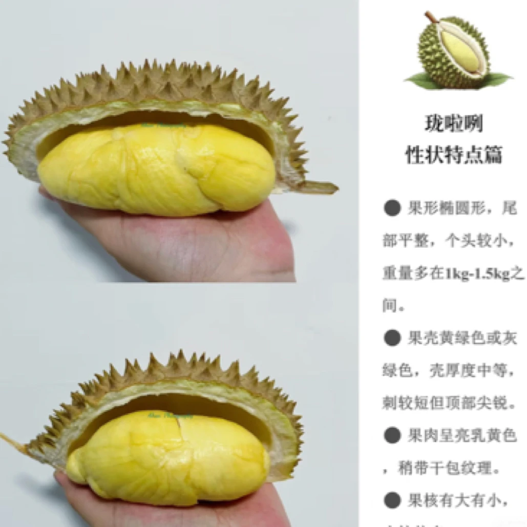 泰国北部龙啦咧榴莲核大1200g新鲜水果同城送榴莲同城送榴莲 金枕泰国