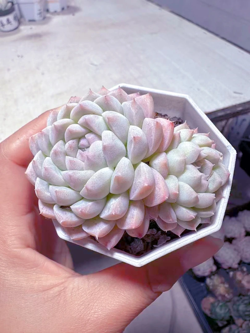 阿尔巴美妮多肉植物（满9.9元包邮发货）