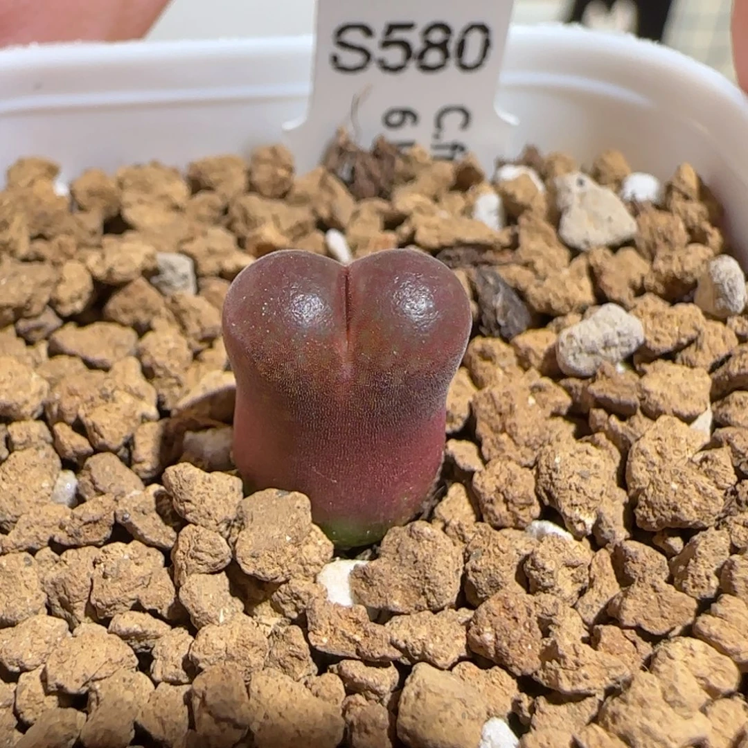 肉锥多肉植物组合-6km风铃1101