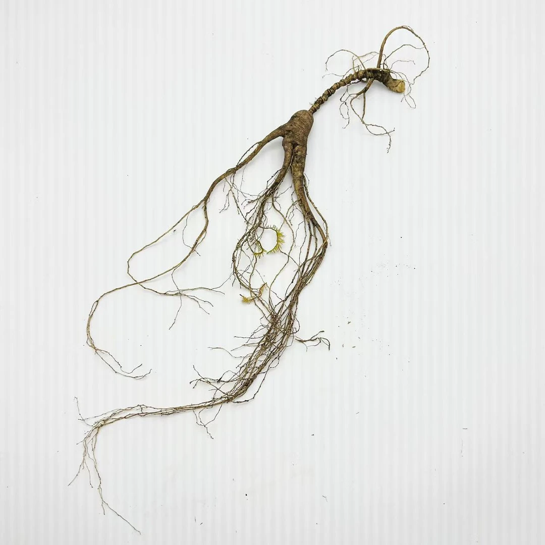 林下山参 改价链接 直播间一物一拍所见即所得