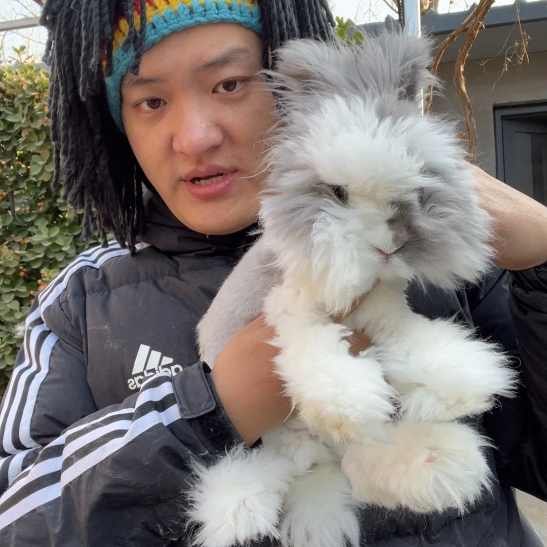 宠物兔英系安哥拉兔