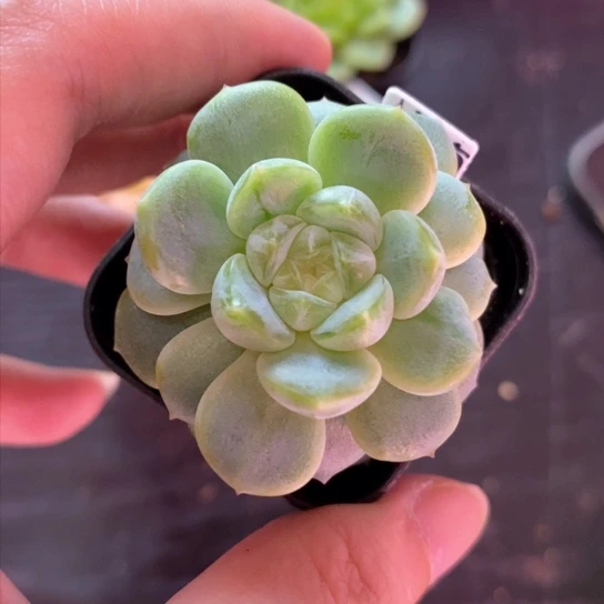 葵葵子财富密码7号
