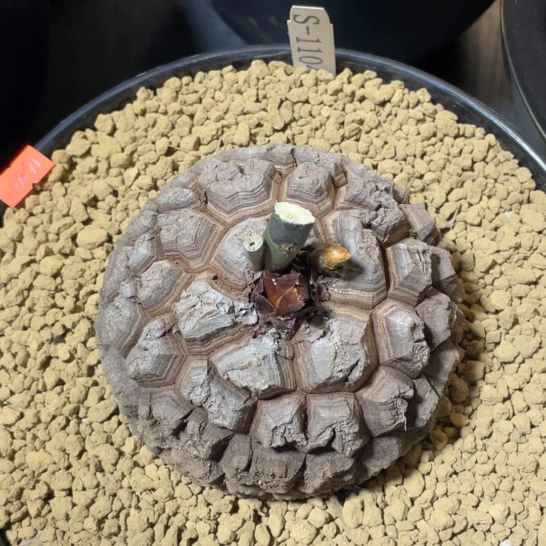 1104精品盆栽龟甲龙