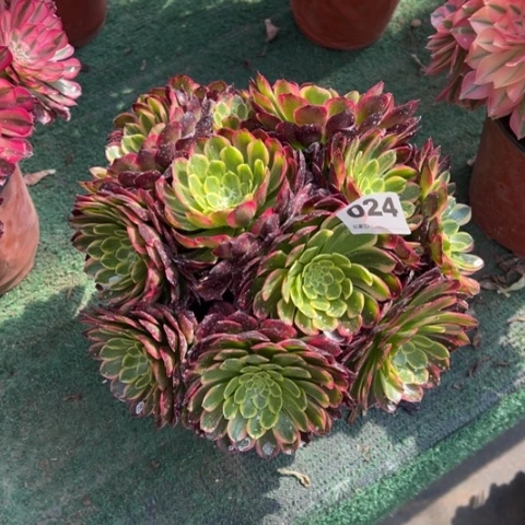 ?***?024朝霞朵朵多肉，