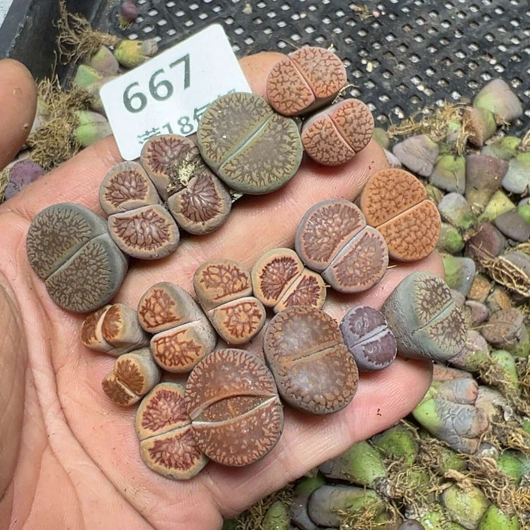 【闪购商品】 667。