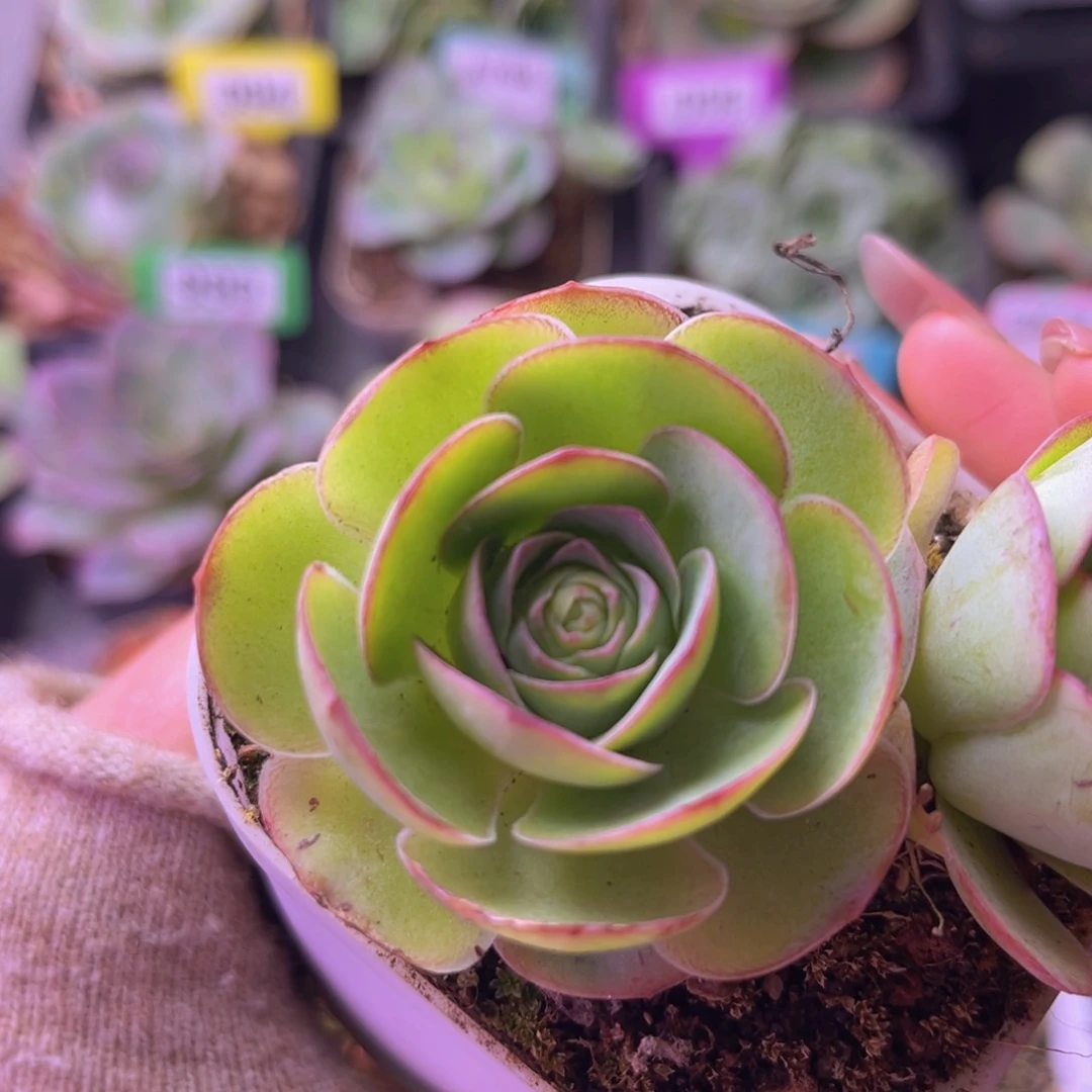 孤品玫瑰一物一拍E044