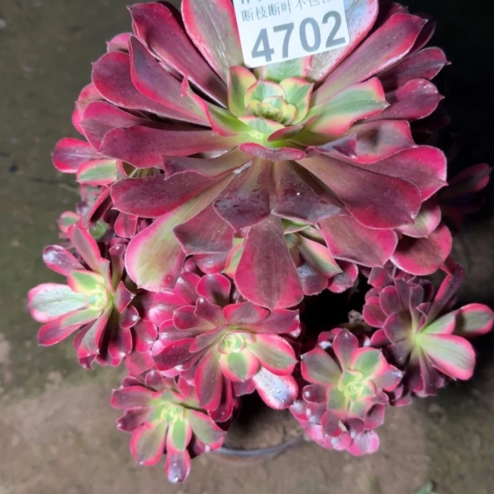 4702美杜莎多肉植物
