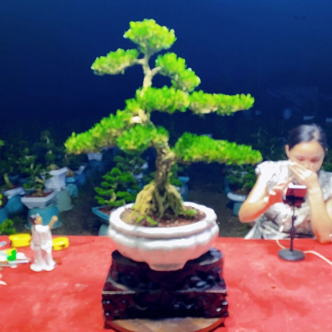 当前无花朵，栽培后可花朵