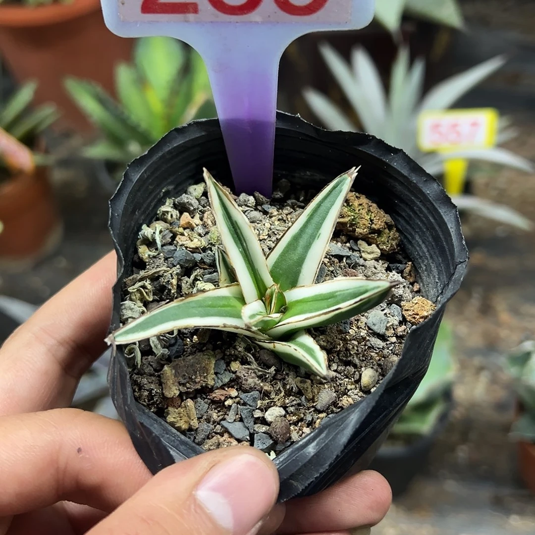 冰山龙舌兰非组培285