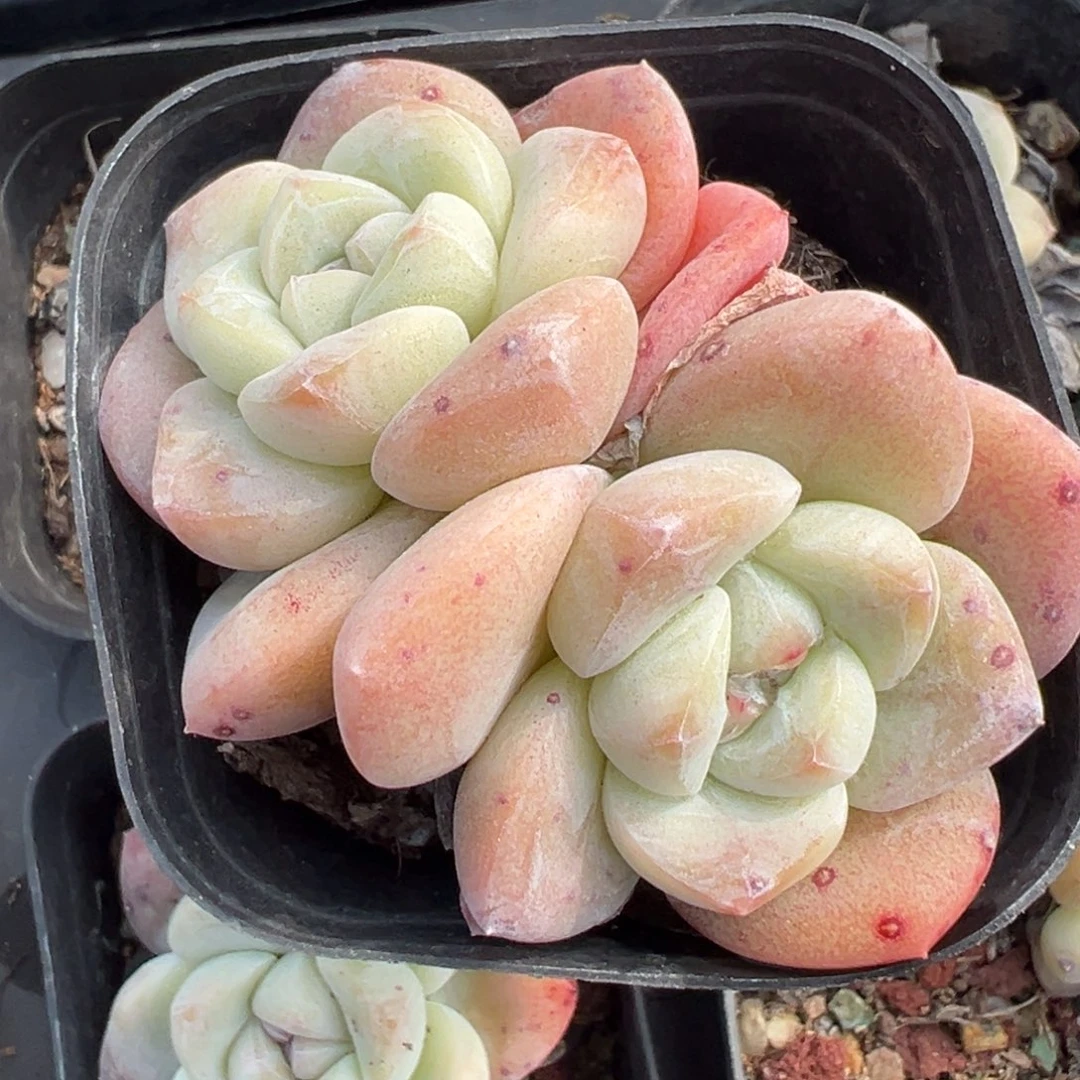 小卡拉米糖心一物一拍