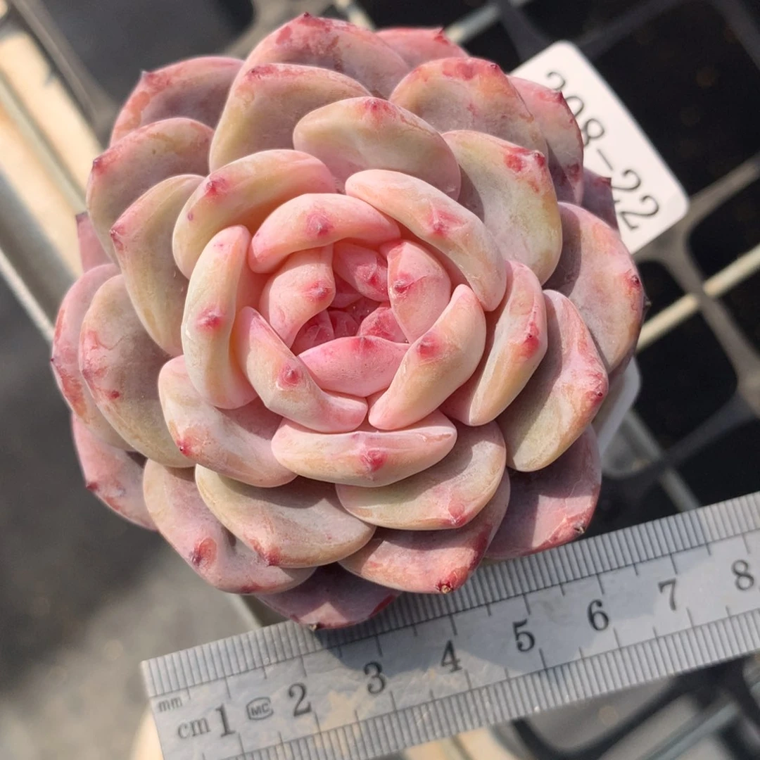 22。星影橙。糖心星影橙。