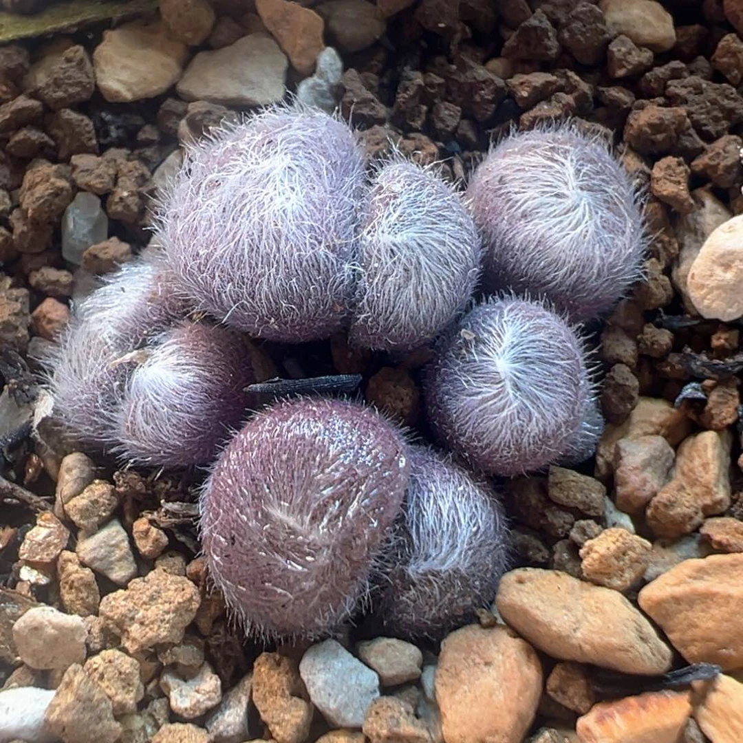 101多肉植物百科知识