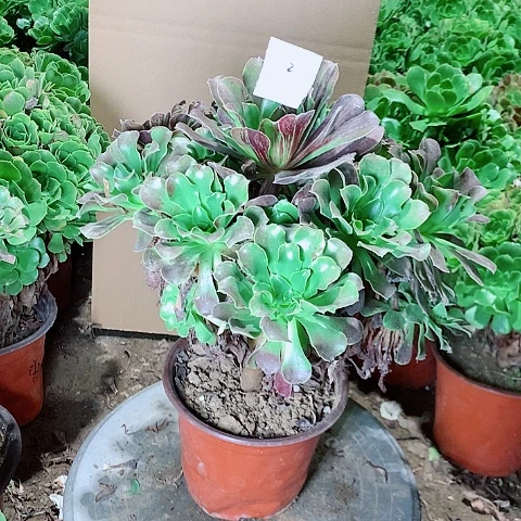 欧入啦多肉植物法师21