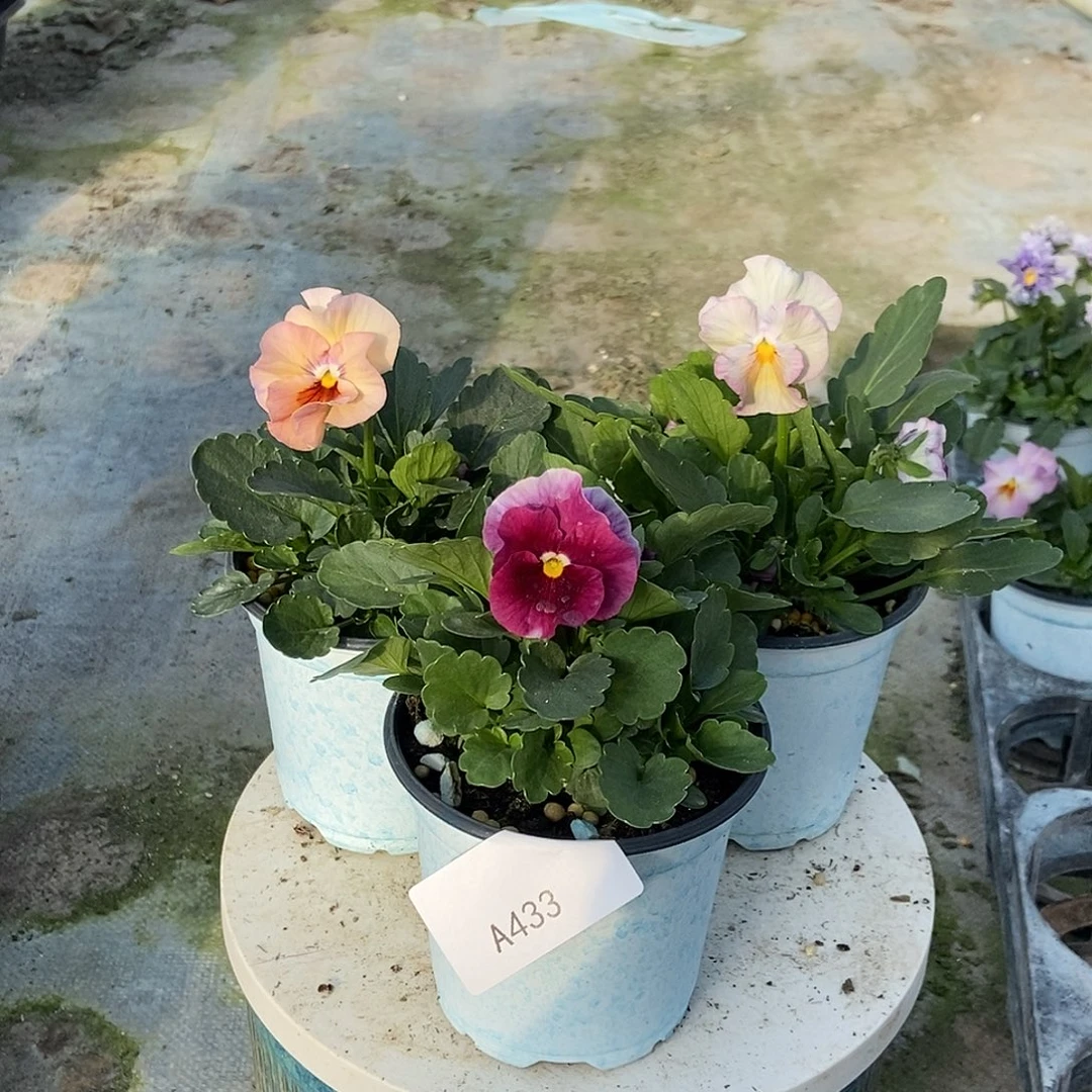 大部分花苞少量开放