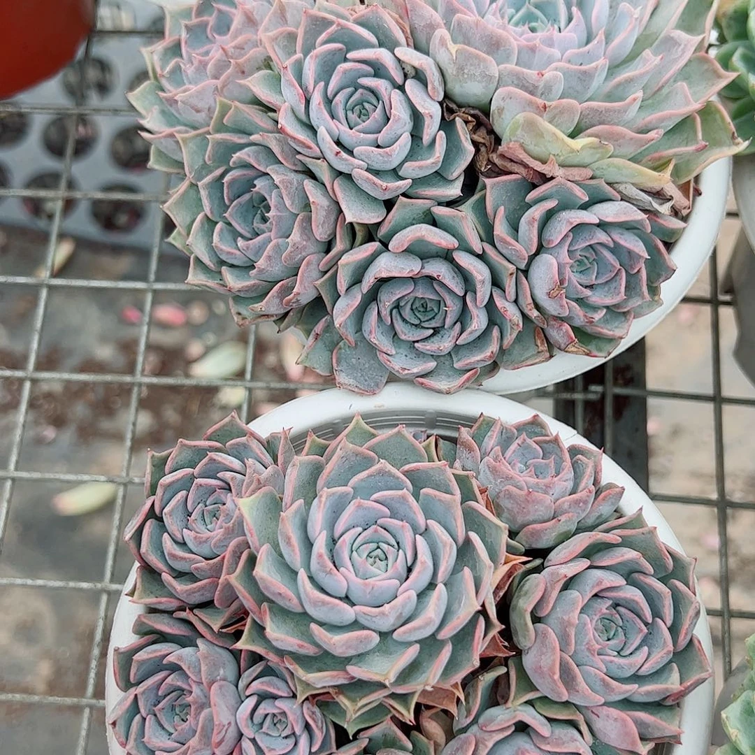 欧版海琳娜多头群生