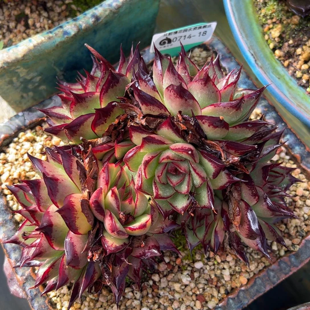 从前慢多肉精选编号0714.18