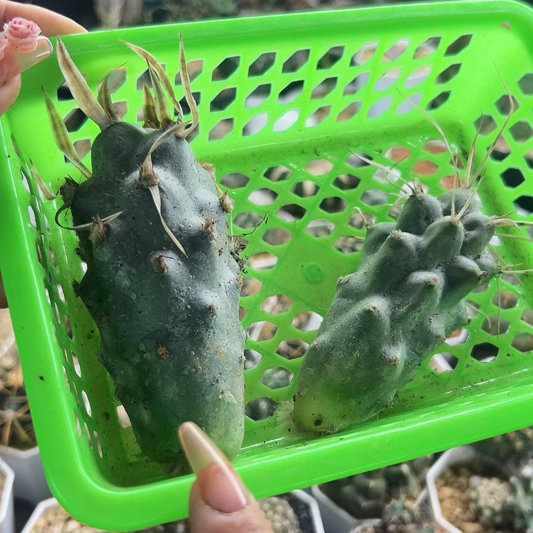 组合仙人球6666666