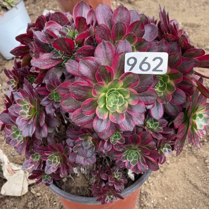 962多肉植物安娜有砍