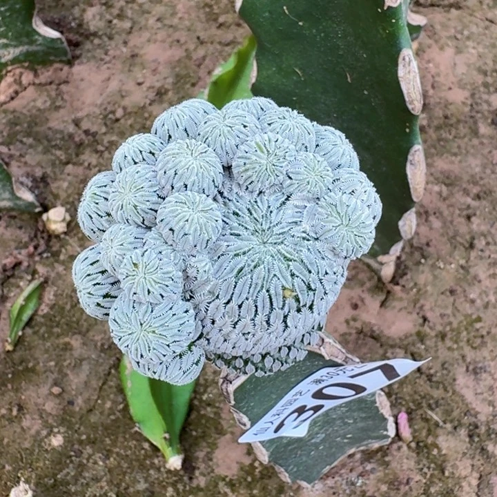 无花朵307精巧丸仙人球