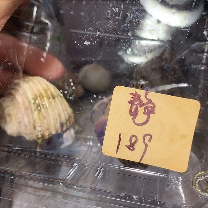 静静专拍奔跑的寄居蟹