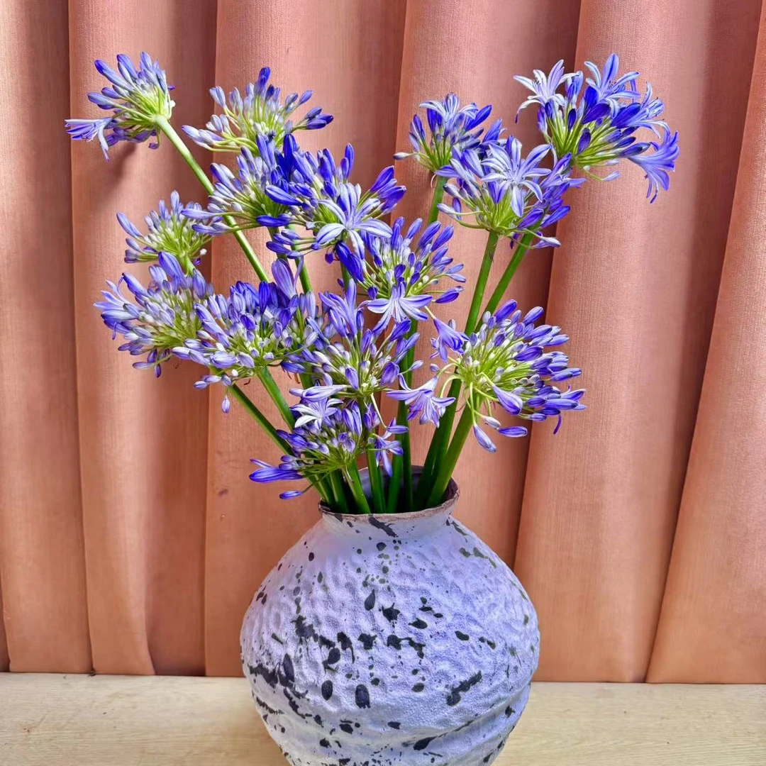 【百子莲】爱情花氛围感花材插花鲜花云南基地顺丰现采现发长花期