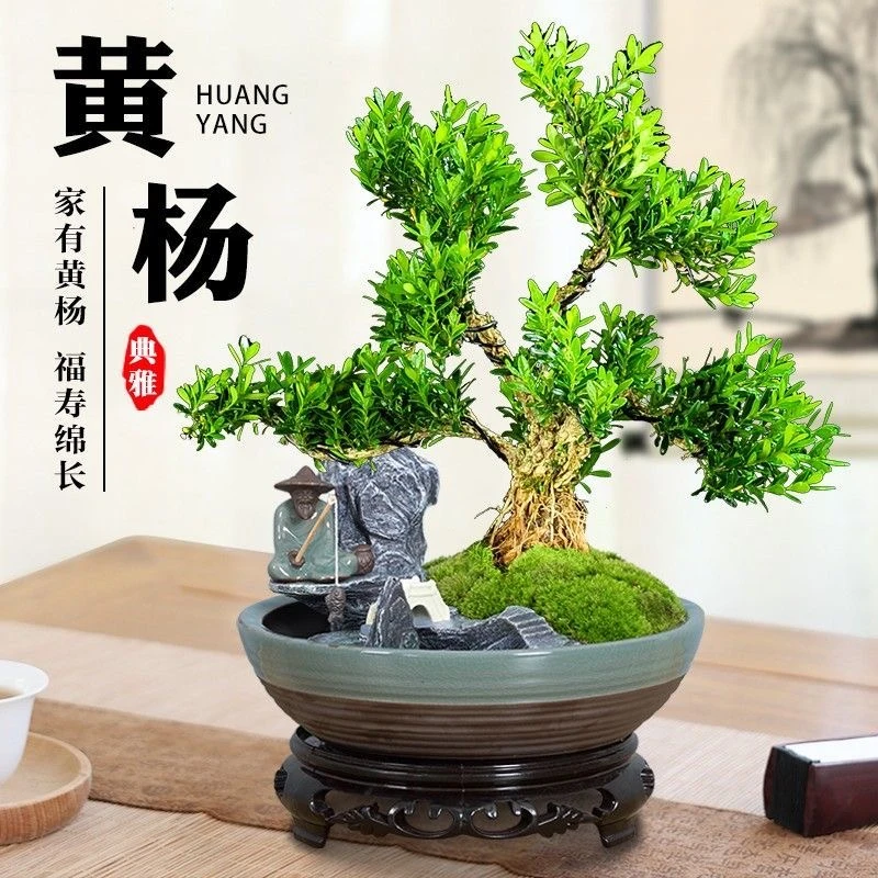 【一物一拍】造型黄杨树盆景植物客厅绿植盆栽四季常青又耐寒的绿植