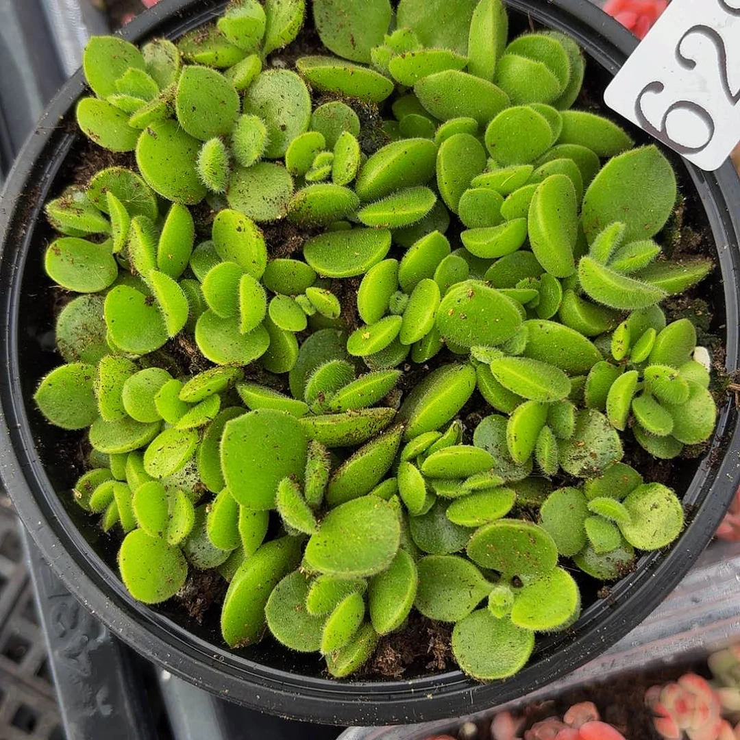 多肉植物多肉植物628