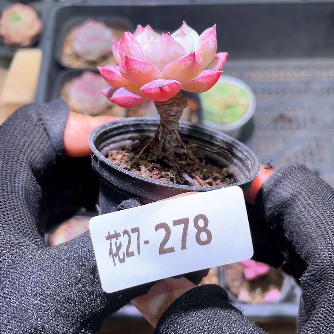 花利美27-278豆蔻