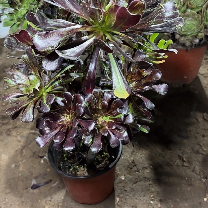 多肉植物法师拉丝53