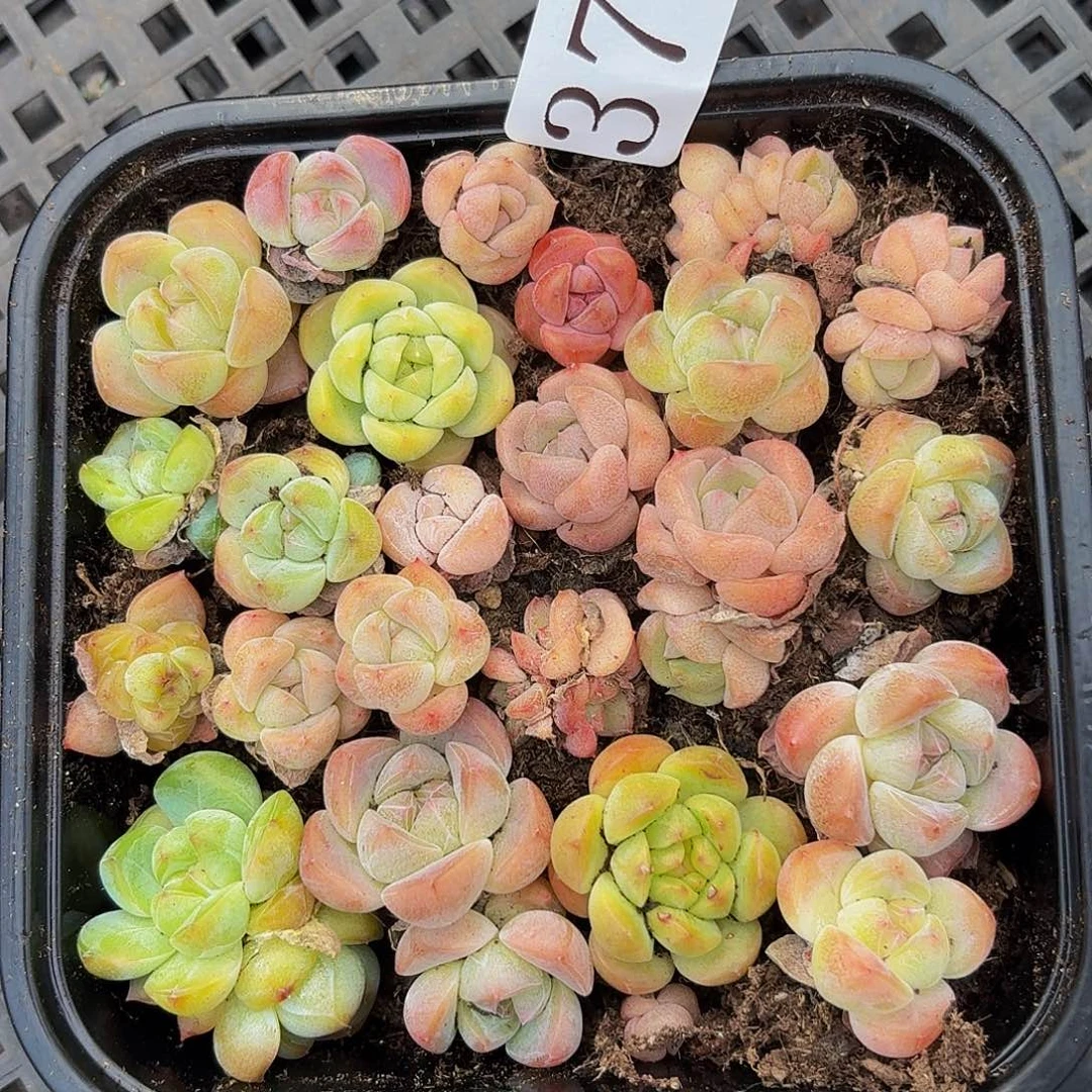 多肉植物多肉植物378