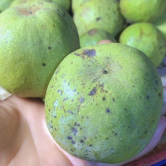 单***影大叶紫檀（黑酸枝木类）