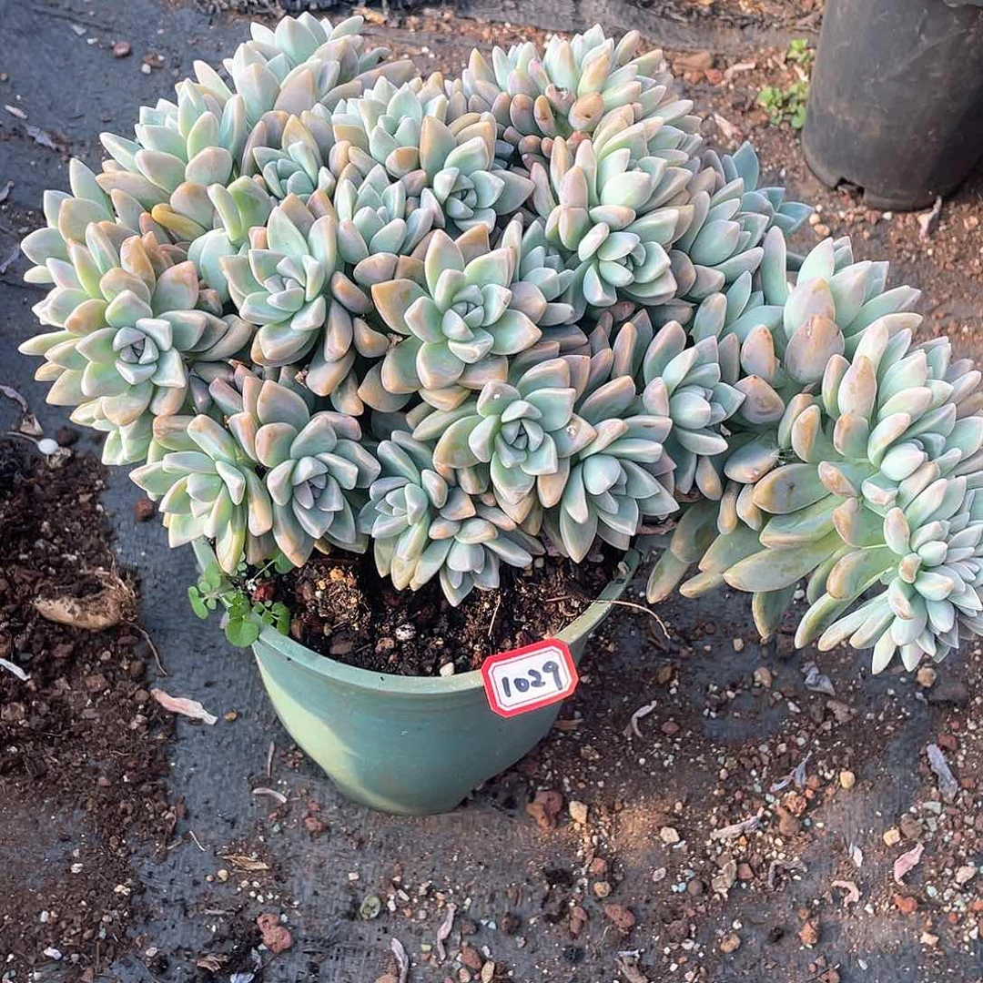 1029淡雪缀 一物一拍多肉