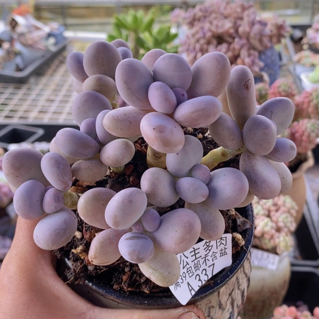 水光针奶酪11cm337多肉植物