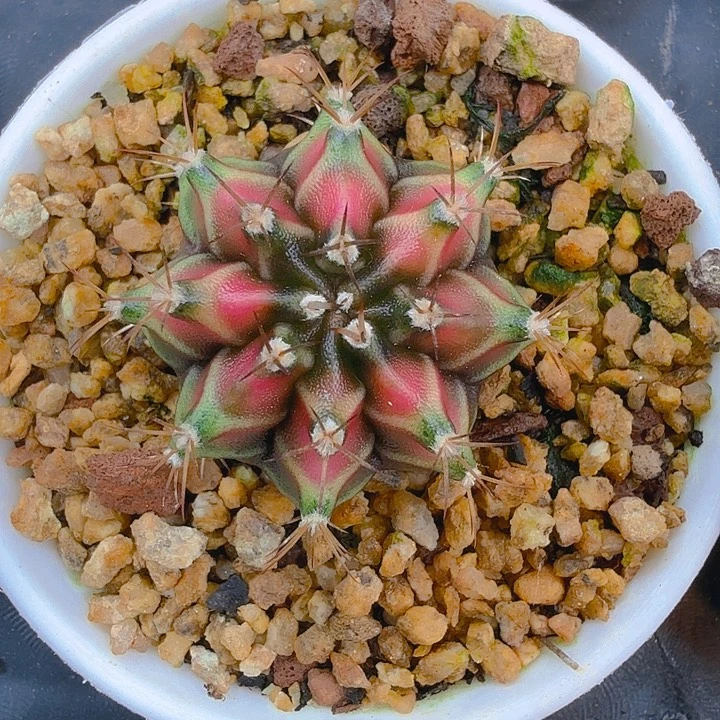 当前无花朵，栽培后可花朵米哈罗维奇