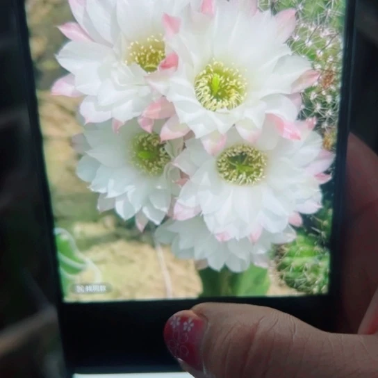 下4白檀景5歪无根侧芽3公分左右20包邮