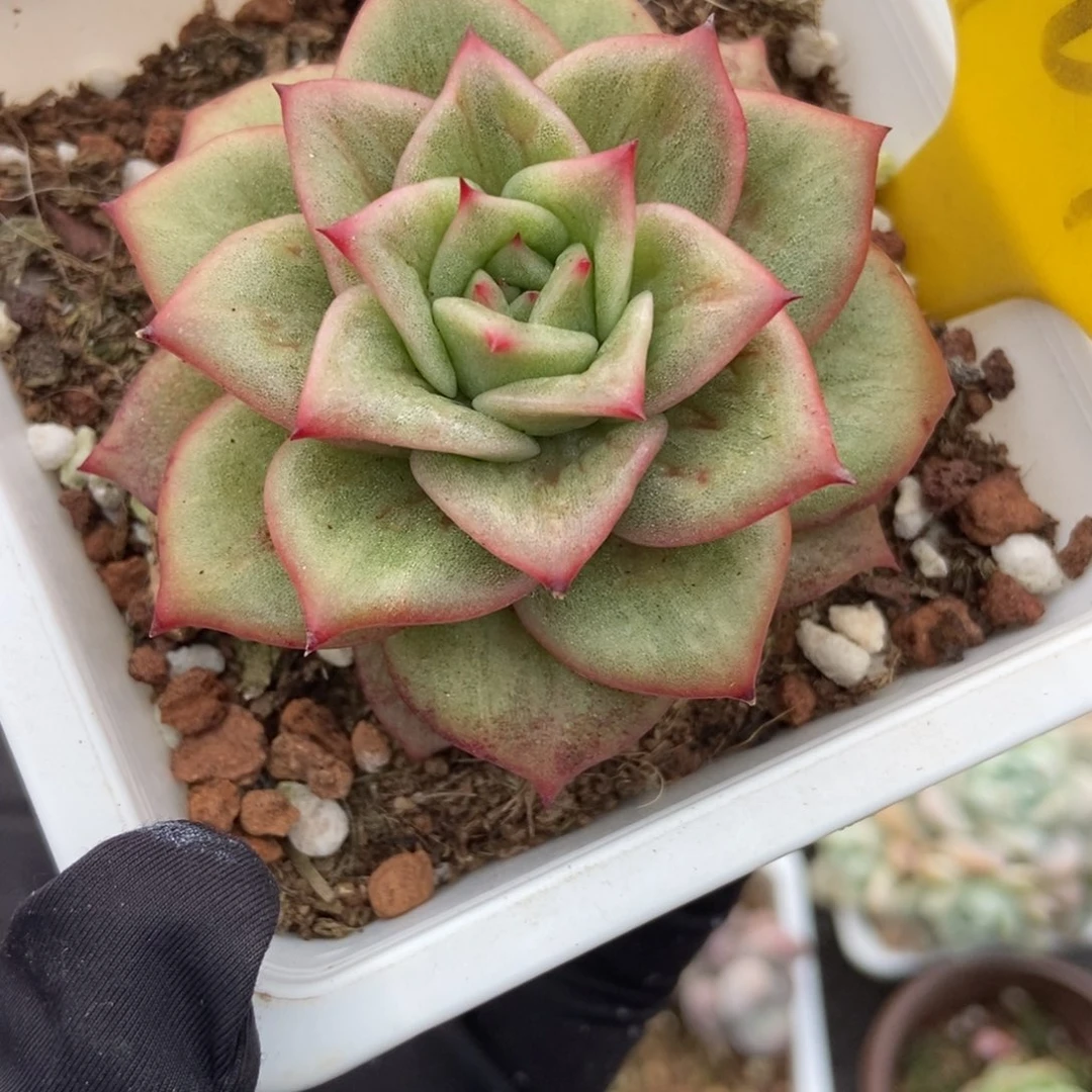 1099玛利亚锦多肉植物