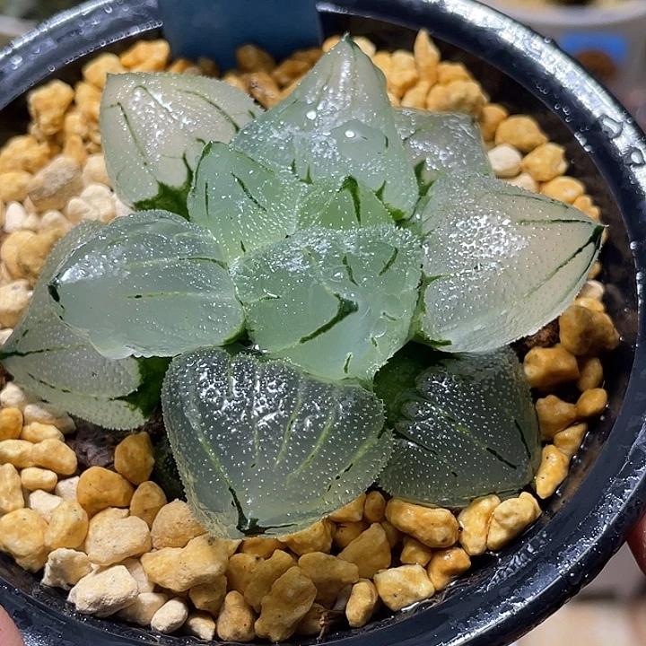 567巨大化冰玉鸾母本