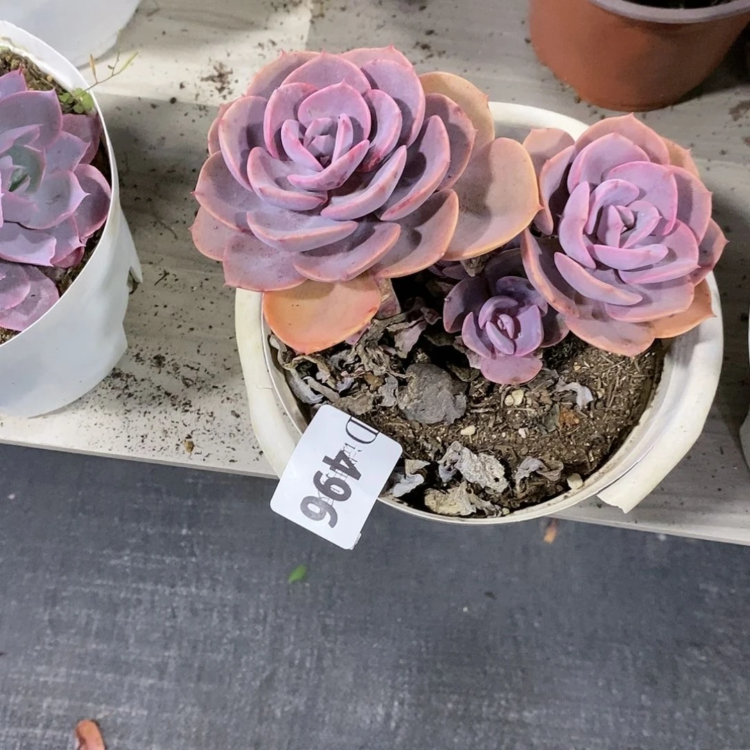 平***?496尘埃玫瑰多肉植物