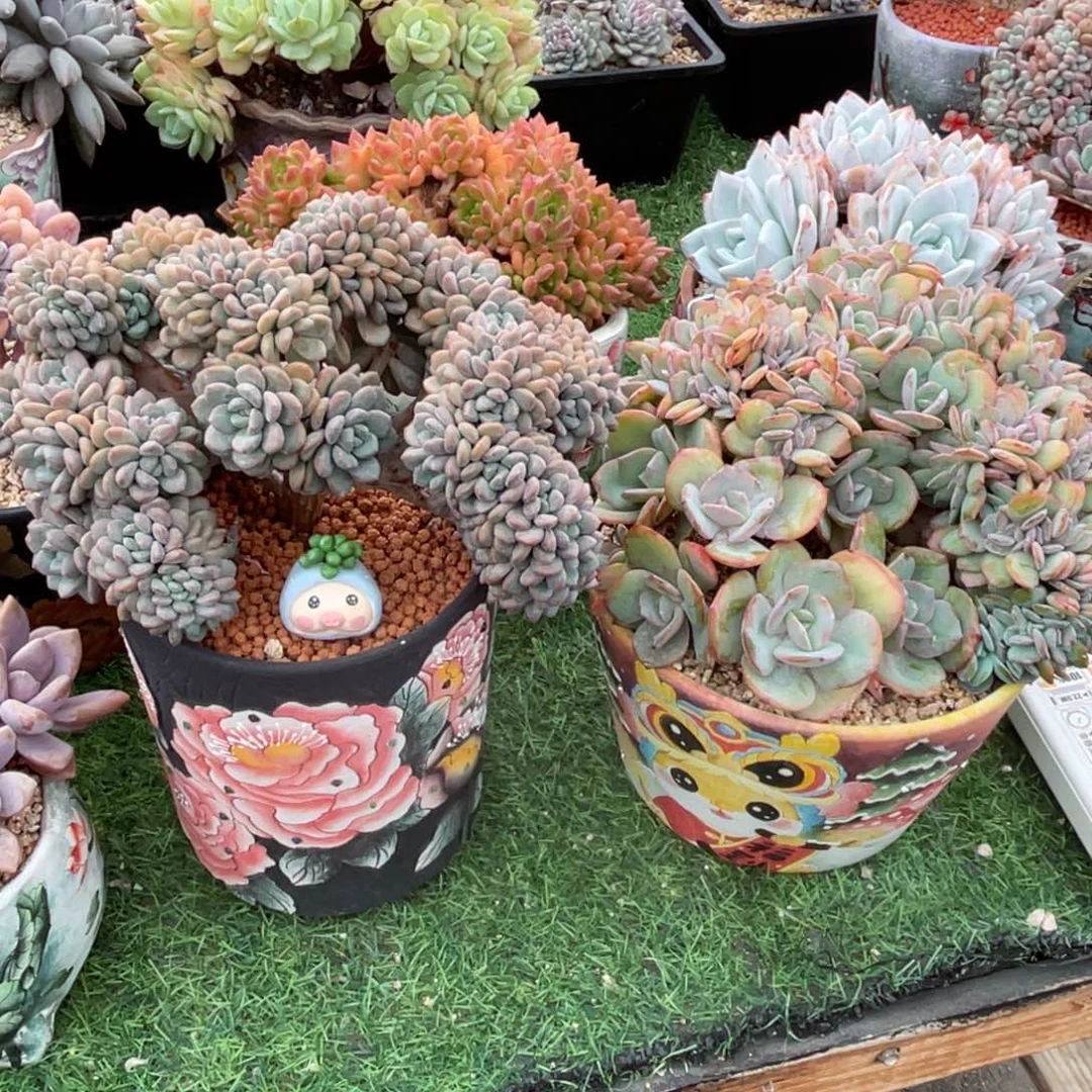 白露缀和白凤缀专拍