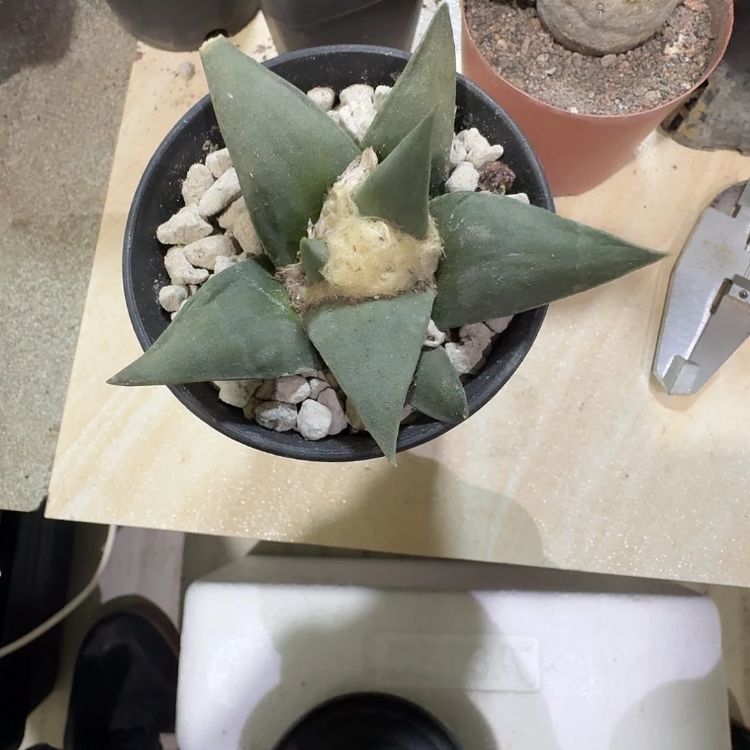 实生牡丹包邮