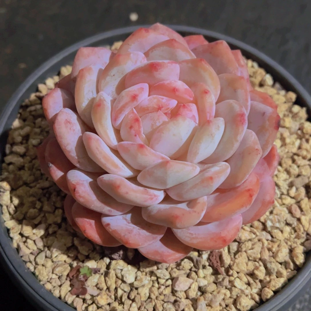 心**飞韩橙，多肉植物，