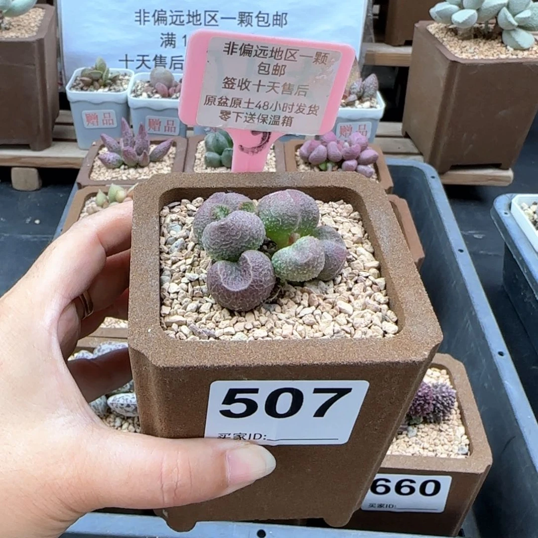 507水蜜桃多肉植物