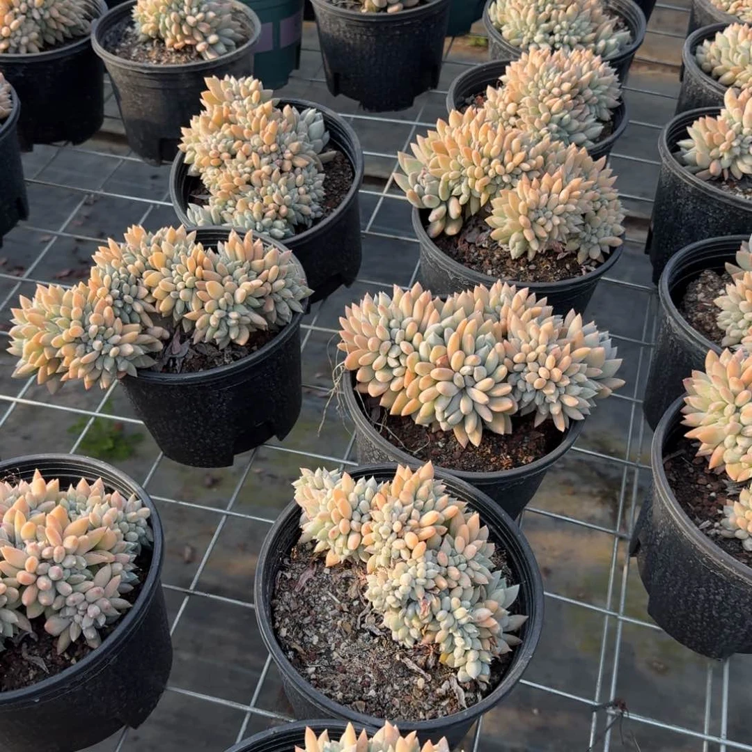 白雪公主缀化多肉