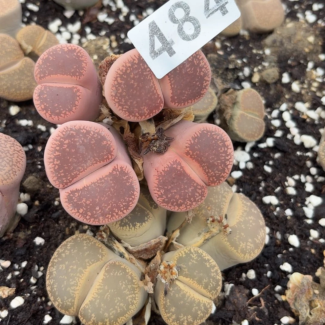 忆***9生石花一物一拍484
