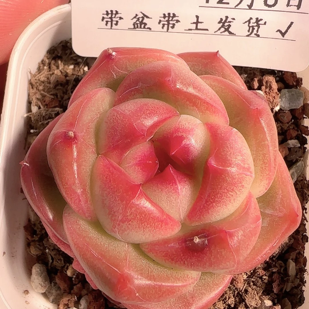 多肉1206-233钻石珍妮