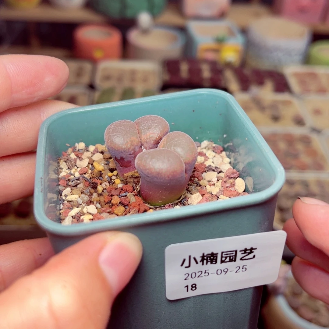 18号带盆包邮发货
