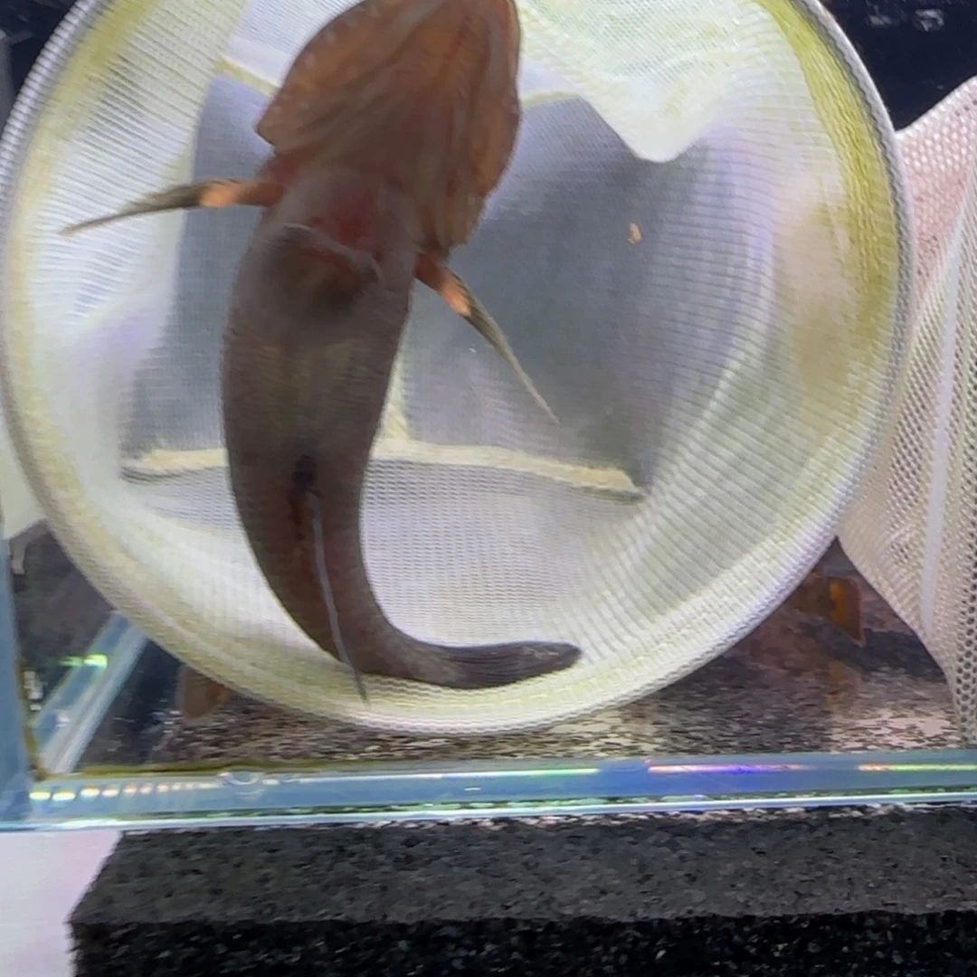 接吻鱼短棘稿12尺一个