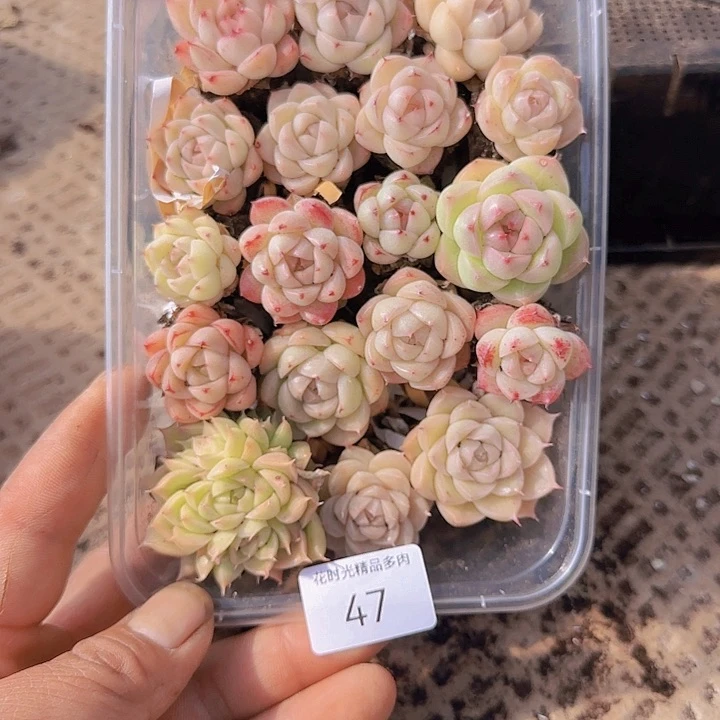 花时光精品多肉47